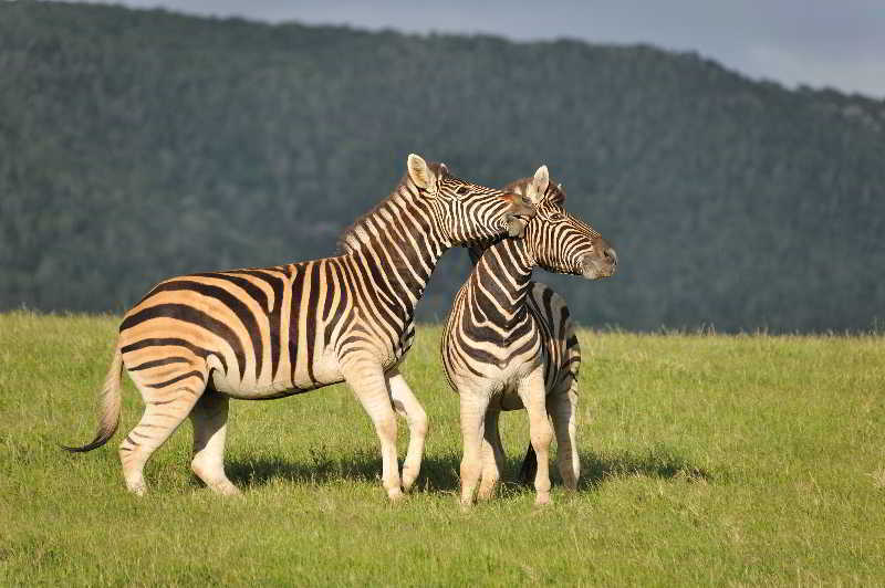 Kariega Game Reserve Bushman's River Mouth エクステリア 写真